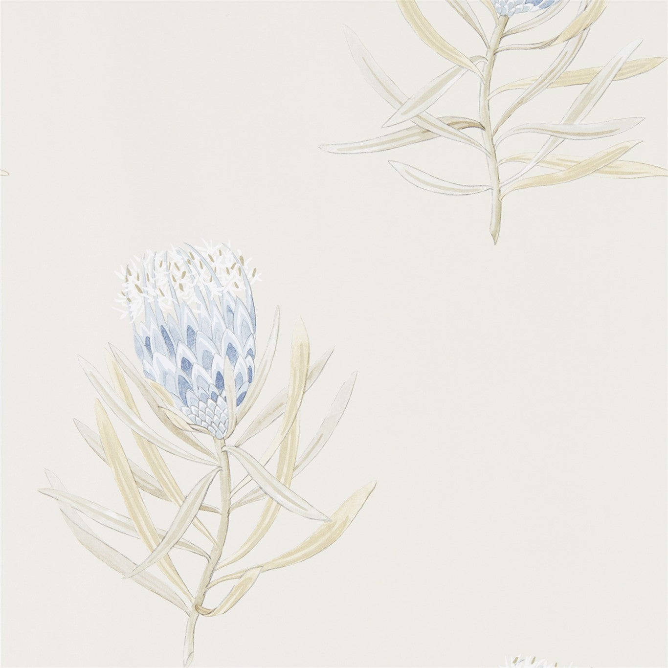 Protea Flower China Blue/Canvas Wallpaper DART216327 by Sanderson