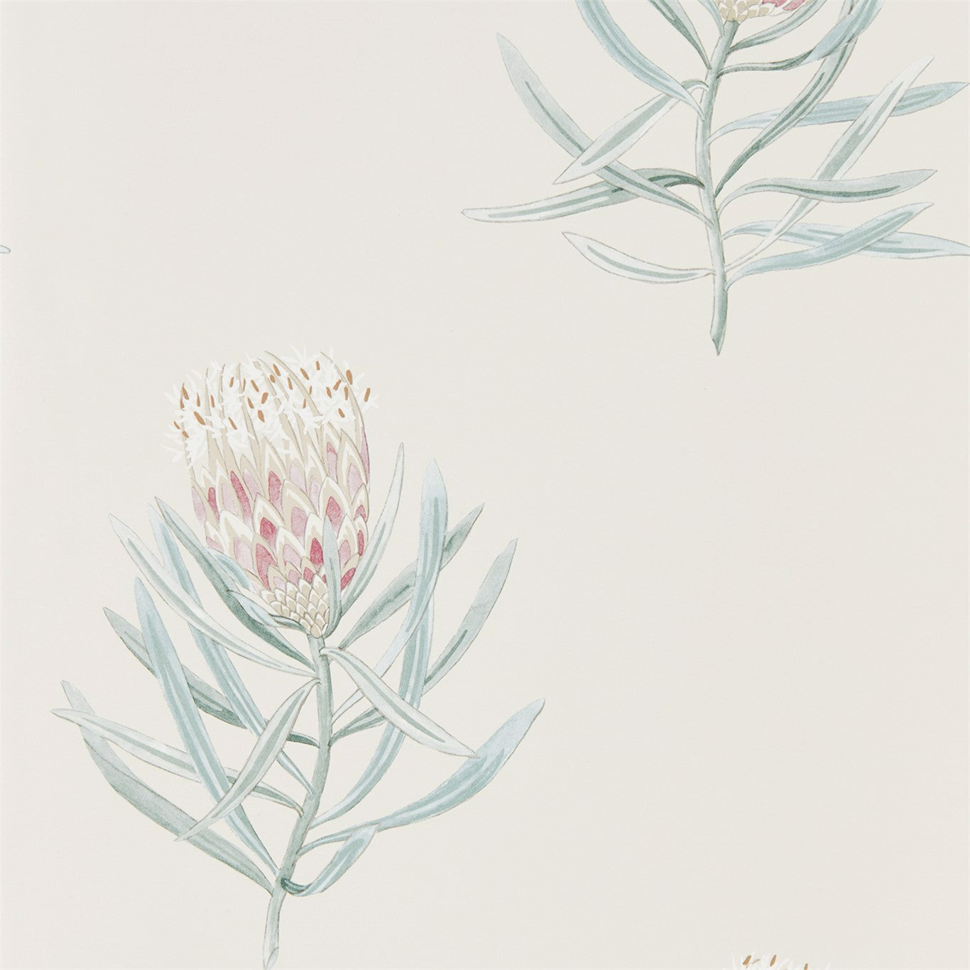 Protea Flower Porcelain/Blush Wallpaper DART216330 by Sanderson