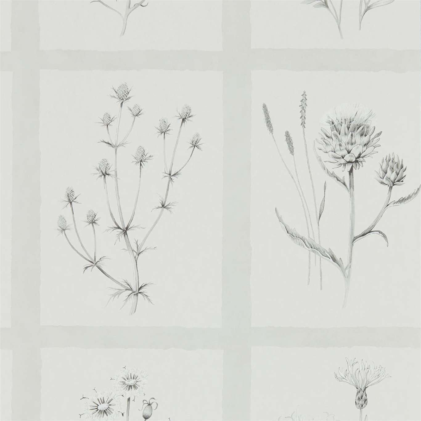 Little Thistles Pewter Wallpaper DEBB216512 by Sanderson