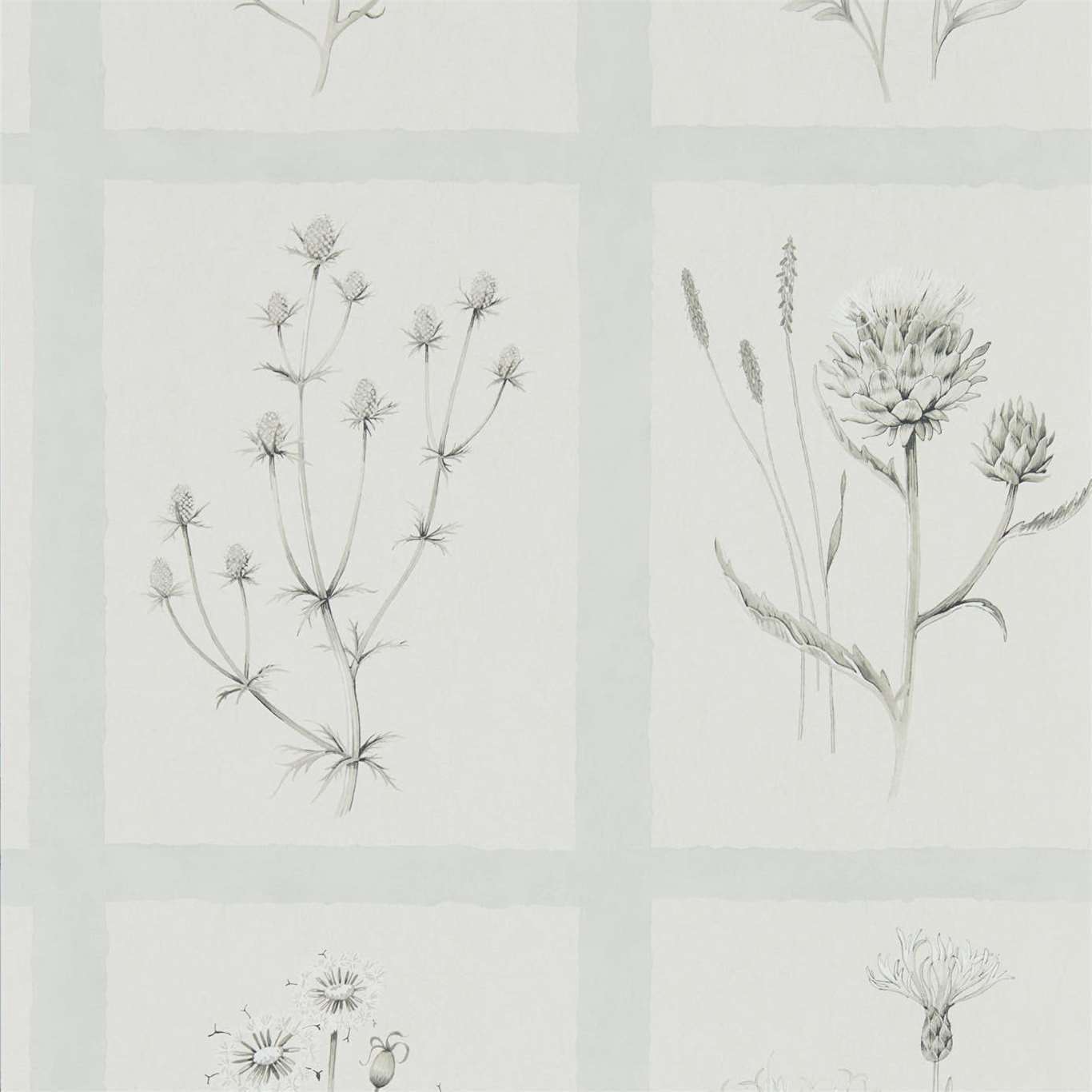 Little Thistles Grey Blue Wallpaper DEBB216513 by Sanderson