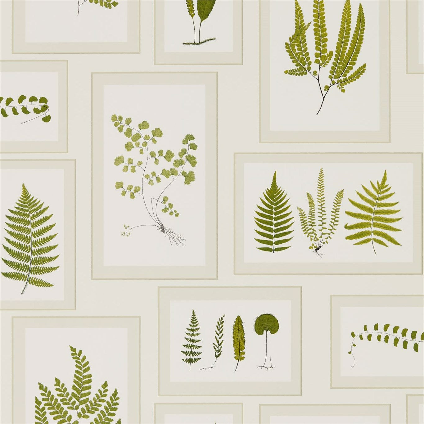 Fern Gallery Ivory/Green Wallpaper DWOW215712 by Sanderson