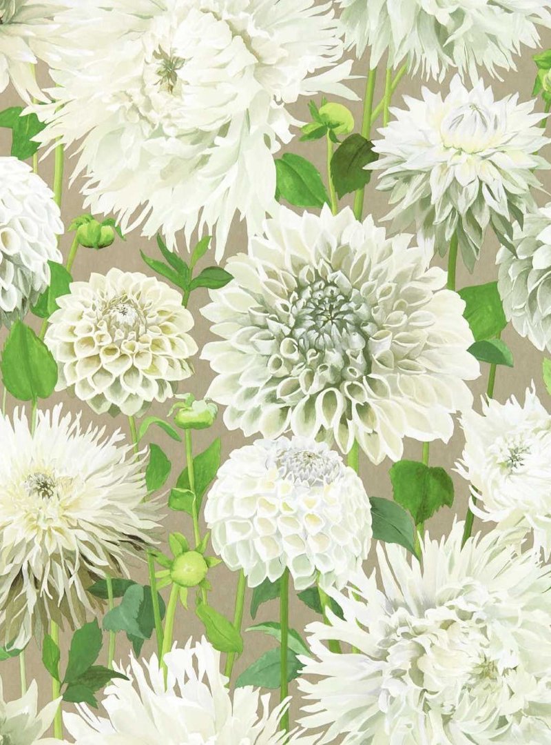 Dahlia Wallpaper HQN2112844 by Harlequin