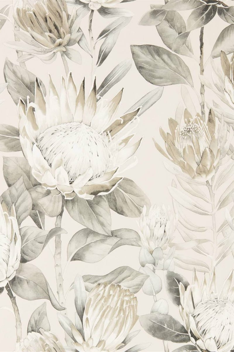 King Protea Wallpaper DGLW216647 by Sanderson